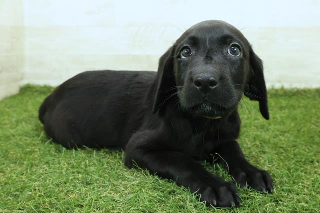 福島県のラブラドールレトリーバー (Coo&RIKU郡山店/2025年9月25日生まれ/女の子/ブラック)の子犬の3枚目の画像