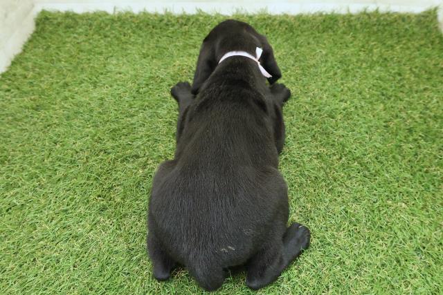 福島県のラブラドールレトリーバー (Coo&RIKU郡山店/2025年9月25日生まれ/女の子/ブラック)の子犬の4枚目の画像