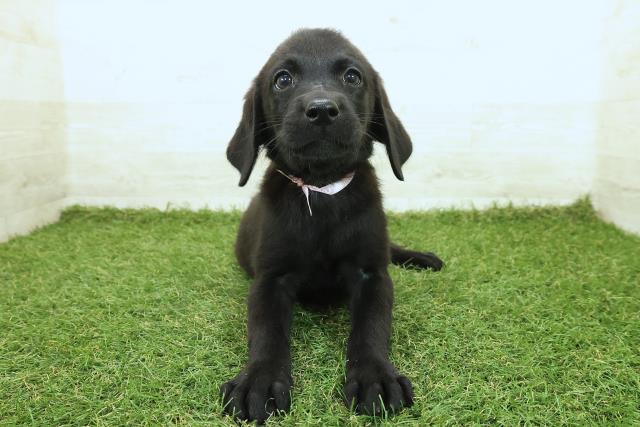 新潟県のラブラドールレトリーバー (Coo&RIKU新潟東店/2025年9月25日生まれ/女の子/ブラック)の子犬