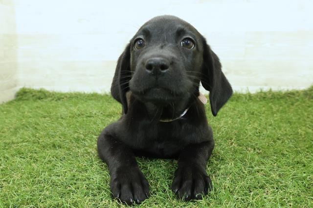 ラブラドール・レトリバー