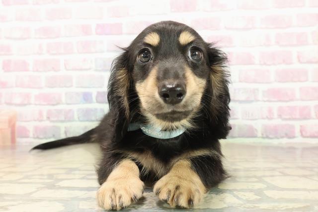 新潟県のミニチュアダックスフンド(ロング) (Coo&RIKU新潟東店/2025年9月27日生まれ/男の子/ブラックタン)の子犬