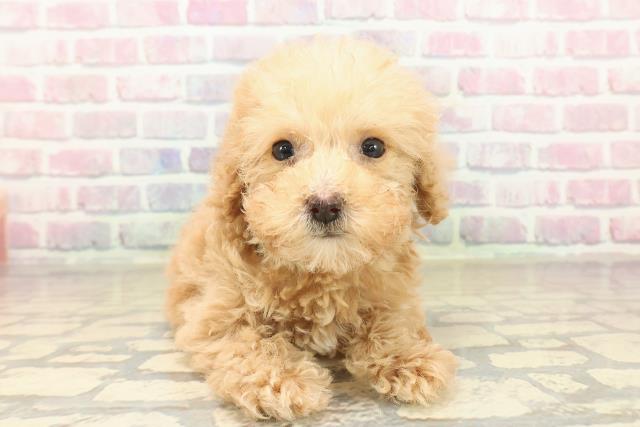 トイ・プードル