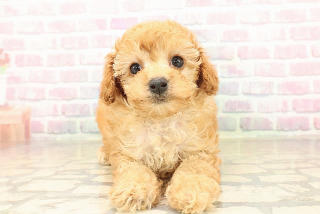 トイ・プードル