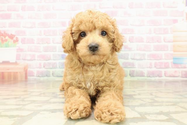 北海道のトイプードル(トイ) (Coo&RIKU北見店/2025年10月6日生まれ/男の子/アプリコット)の子犬