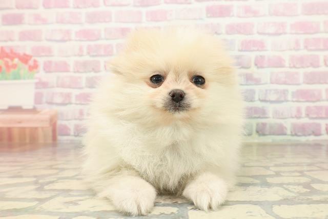 北海道のポメラニアン (Coo&RIKU札幌東店/2025年10月4日生まれ/男の子/クリーム)の子犬の1枚目の画像