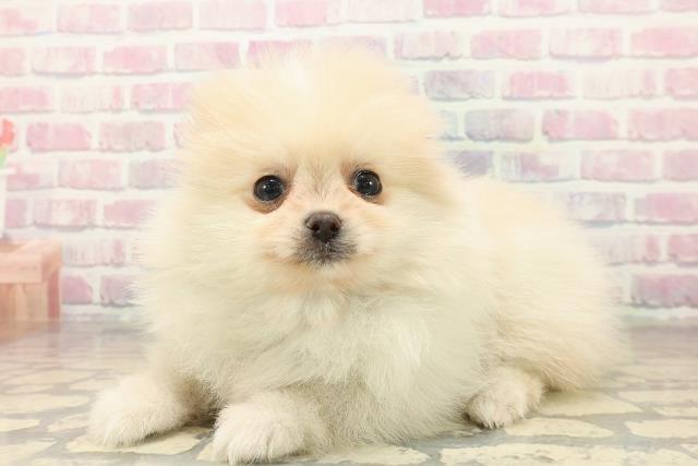 北海道のポメラニアン (Coo&RIKU札幌東店/2025年10月4日生まれ/男の子/クリーム)の子犬の2枚目の画像