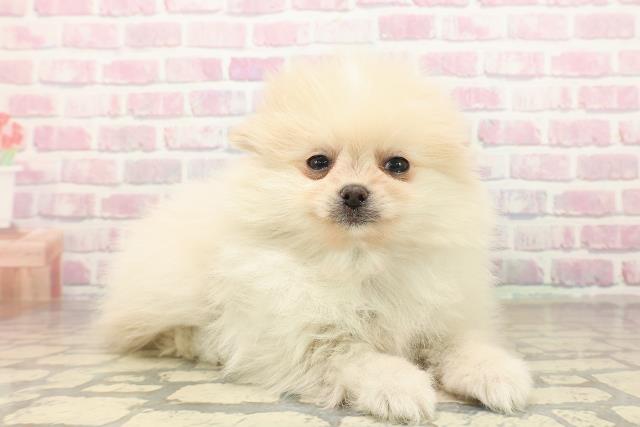 北海道のポメラニアン (Coo&RIKU札幌東店/2025年10月4日生まれ/男の子/クリーム)の子犬の3枚目の画像