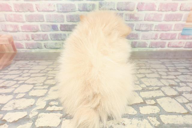 北海道のポメラニアン (Coo&RIKU札幌東店/2025年10月4日生まれ/男の子/クリーム)の子犬の4枚目の画像