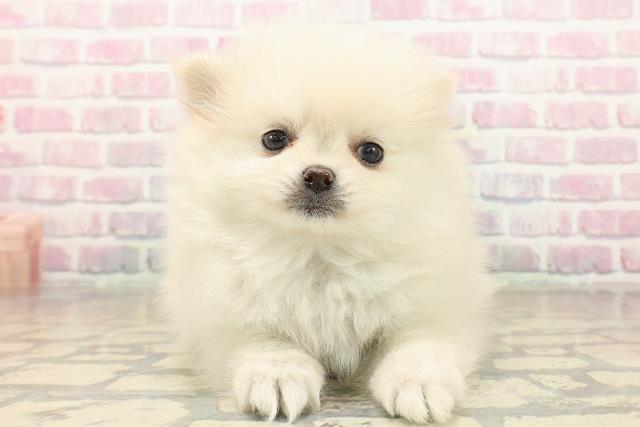 福島県のポメラニアン (Coo&RIKU会津若松店/2025年10月4日生まれ/女の子/クリーム)の子犬