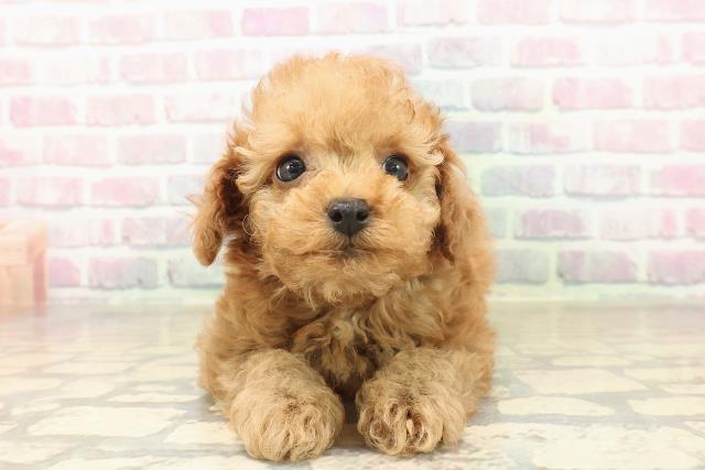 北海道のトイプードル(トイ) (Coo&RIKU釧路店/2025年10月5日生まれ/男の子/アプリコット)の子犬