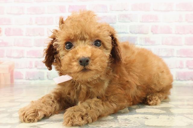 沖縄県のトイプードル(トイ) (Coo&RIKUイオン北谷店/2025年10月5日生まれ/女の子/レッド)の子犬の2枚目の画像