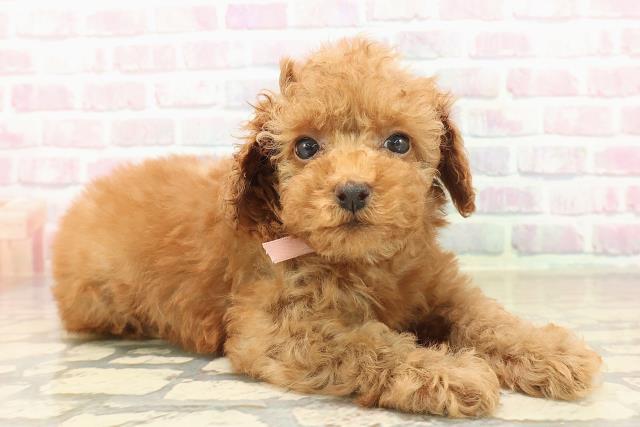 沖縄県のトイプードル(トイ) (Coo&RIKUイオン北谷店/2025年10月5日生まれ/女の子/レッド)の子犬の3枚目の画像