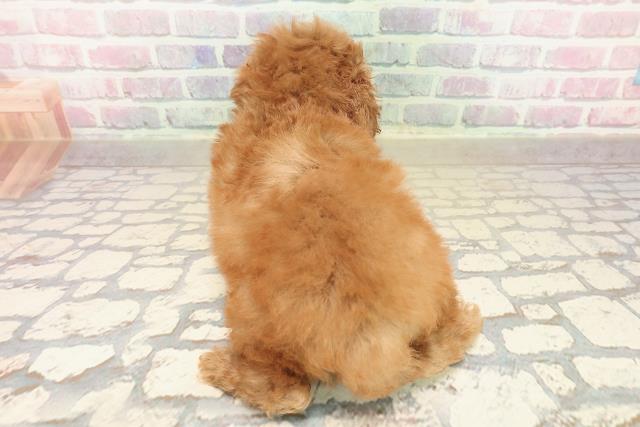 沖縄県のトイプードル(トイ) (Coo&RIKUイオン北谷店/2025年10月5日生まれ/女の子/レッド)の子犬の4枚目の画像