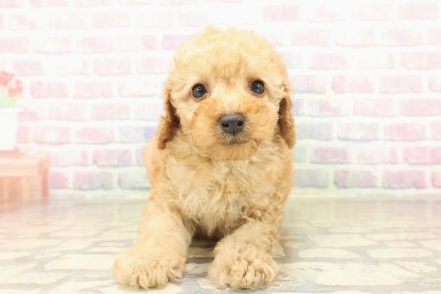 宮城県のトイプードル(トイ) (Coo&RIKU石巻店/2025年10月6日生まれ/男の子/アプリコット)の子犬