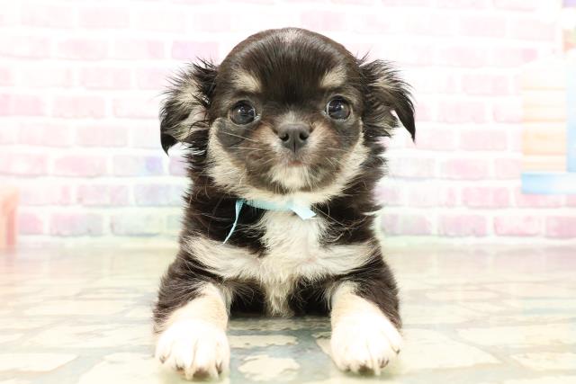 福島県のチワワ(ロング) (Coo&RIKU会津若松店/2025年10月3日生まれ/男の子/ブラックタンホワイト)の子犬