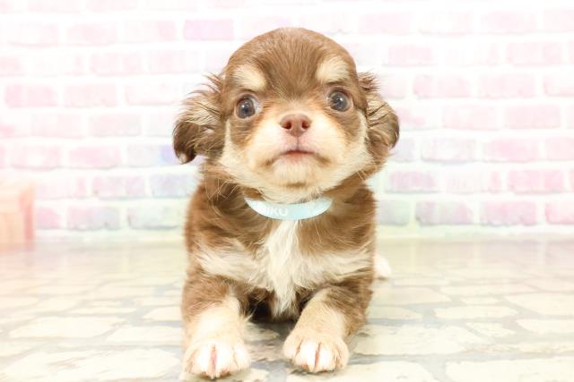 東京都のチワワ(ロング) (Coo&RIKU広尾店/2025年10月3日生まれ/男の子/チョコレートクリームホワイト)の子犬の1枚目の画像