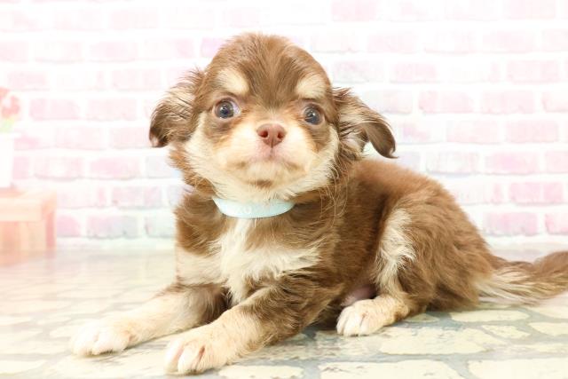 東京都のチワワ(ロング) (Coo&RIKU広尾店/2025年10月3日生まれ/男の子/チョコレートクリームホワイト)の子犬の2枚目の画像