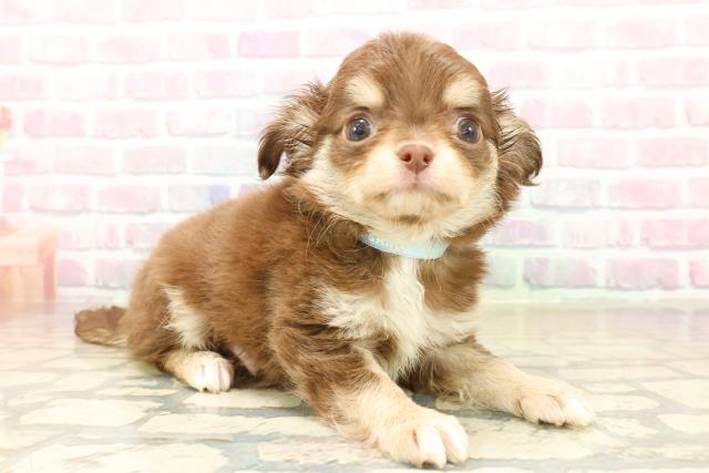 東京都のチワワ(ロング) (Coo&RIKU広尾店/2025年10月3日生まれ/男の子/チョコレートクリームホワイト)の子犬の3枚目の画像