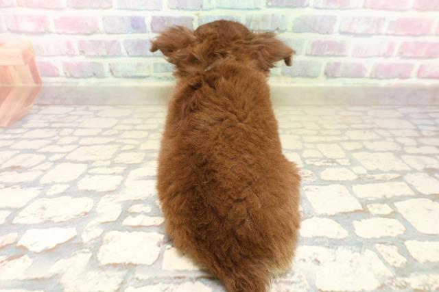 東京都のチワワ(ロング) (Coo&RIKU広尾店/2025年10月3日生まれ/男の子/チョコレートクリームホワイト)の子犬の4枚目の画像