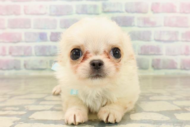 東京都のチワワ(ロング) (Coo&RIKUフレスポ住吉店/2025年10月3日生まれ/男の子/クリーム)の子犬の1枚目の画像