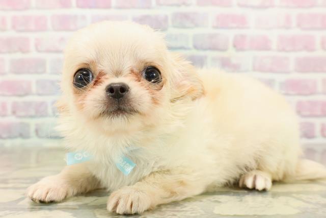 東京都のチワワ(ロング) (Coo&RIKUフレスポ住吉店/2025年10月3日生まれ/男の子/クリーム)の子犬の2枚目の画像
