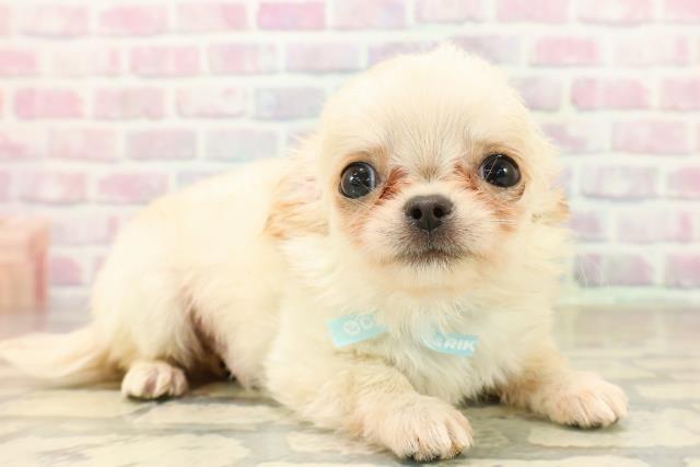 東京都のチワワ(ロング) (Coo&RIKUフレスポ住吉店/2025年10月3日生まれ/男の子/クリーム)の子犬の3枚目の画像