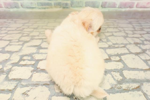 東京都のチワワ(ロング) (Coo&RIKUフレスポ住吉店/2025年10月3日生まれ/男の子/クリーム)の子犬の4枚目の画像