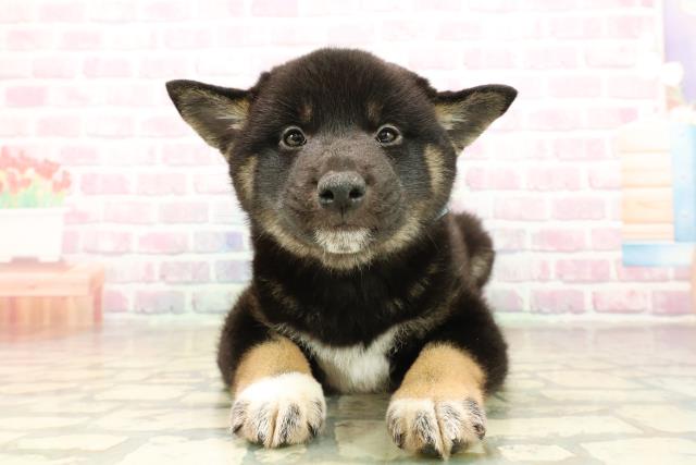 長野県の柴犬(標準サイズ) (Coo&RIKU綿半諏訪店/2025年10月4日生まれ/男の子/黒)の子犬の1枚目の画像