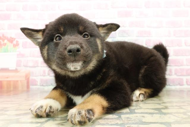 長野県の柴犬(標準サイズ) (Coo&RIKU綿半諏訪店/2025年10月4日生まれ/男の子/黒)の子犬の2枚目の画像