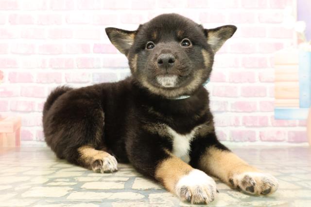 長野県の柴犬(標準サイズ) (Coo&RIKU綿半諏訪店/2025年10月4日生まれ/男の子/黒)の子犬の3枚目の画像