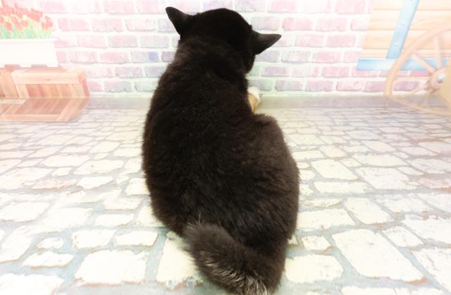 長野県の柴犬(標準サイズ) (Coo&RIKU綿半諏訪店/2025年10月4日生まれ/男の子/黒)の子犬の4枚目の画像