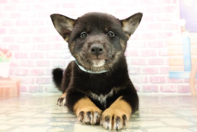 宮城県の柴犬(標準サイズ) (Coo&RIKU石巻店/2025年10月4日生まれ/男の子/黒)の子犬