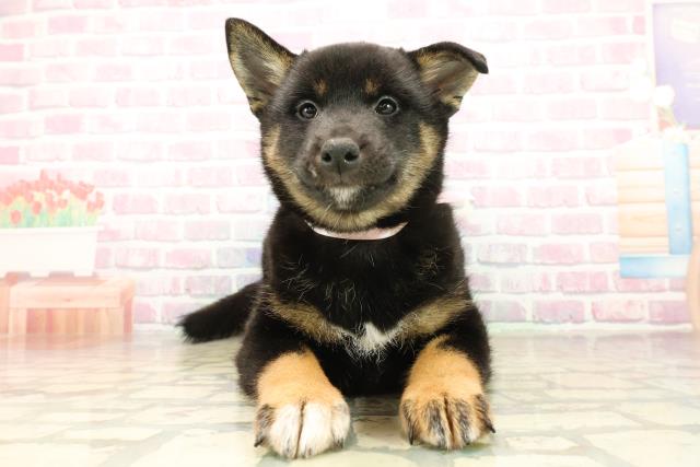 群馬県の柴犬(標準サイズ) (Coo&RIKU高崎店/2025年10月4日生まれ/女の子/黒)の子犬の1枚目の画像