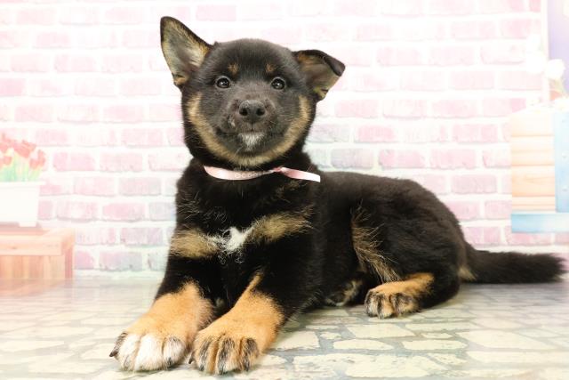 群馬県の柴犬(標準サイズ) (Coo&RIKU高崎店/2025年10月4日生まれ/女の子/黒)の子犬の2枚目の画像