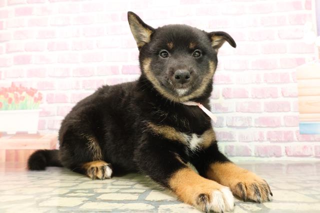 群馬県の柴犬(標準サイズ) (Coo&RIKU高崎店/2025年10月4日生まれ/女の子/黒)の子犬の3枚目の画像