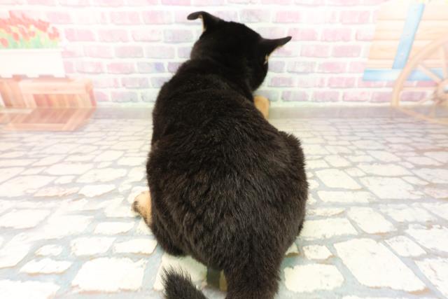 群馬県の柴犬(標準サイズ) (Coo&RIKU高崎店/2025年10月4日生まれ/女の子/黒)の子犬の4枚目の画像