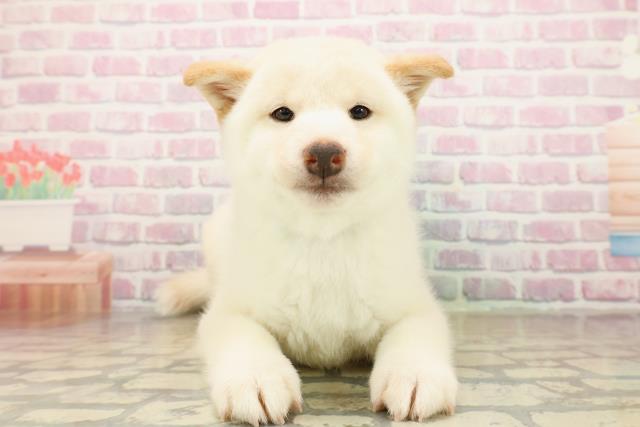 千葉県の柴犬(標準サイズ) (Coo&RIKUコメリパワー旭店/2025年10月5日生まれ/男の子/白)の子犬の1枚目の画像