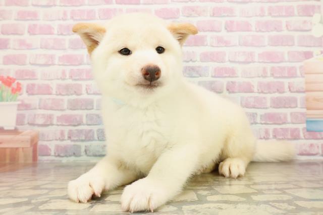 千葉県の柴犬(標準サイズ) (Coo&RIKUコメリパワー旭店/2025年10月5日生まれ/男の子/白)の子犬の2枚目の画像