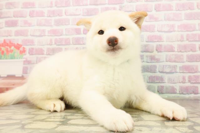 千葉県の柴犬(標準サイズ) (Coo&RIKUコメリパワー旭店/2025年10月5日生まれ/男の子/白)の子犬の3枚目の画像