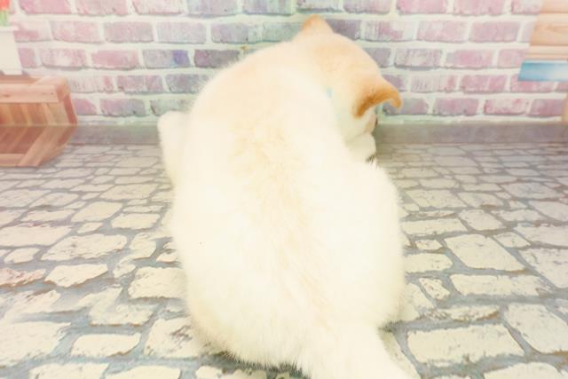 千葉県の柴犬(標準サイズ) (Coo&RIKUコメリパワー旭店/2025年10月5日生まれ/男の子/白)の子犬の4枚目の画像