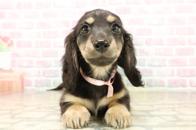 新潟県のミニチュアダックスフンド(ロング) (Coo&RIKU上越店/2025年10月2日生まれ/女の子/ブラックイエロー)の子犬