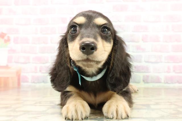 ミニチュア・ダックスフンド