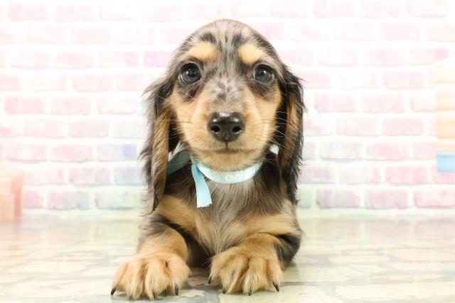 ミニチュア・ダックスフンド