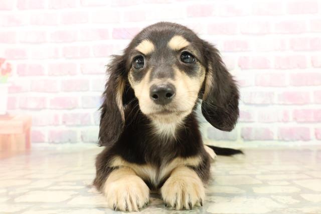 ミニチュア・ダックスフンド