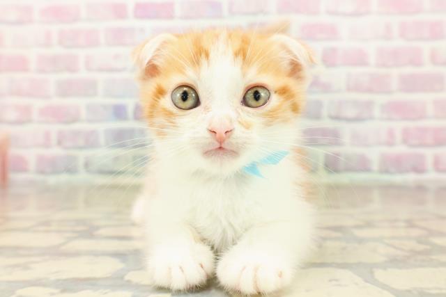 岩手県のスコティッシュフォールド (Coo&RIKU岩手盛岡店/2025年10月2日生まれ/男の子/レッドタビーホワイト)の子猫