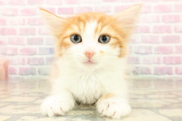 山形県のノルウェージャンフォレストキャット (Coo&RIKU山形店/2025年10月3日生まれ/男の子/レッドタビーホワイト)の子猫