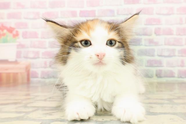 岩手県のノルウェージャンフォレストキャット (Coo&RIKU岩手盛岡店/2025年10月3日生まれ/女の子/キャリコ)の子猫