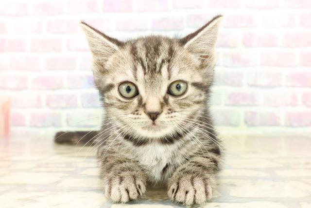 千葉県のアメリカンショートヘアー (Coo&RIKU八街店/2025年10月3日生まれ/男の子/シルバータビー)の子猫の1枚目の画像