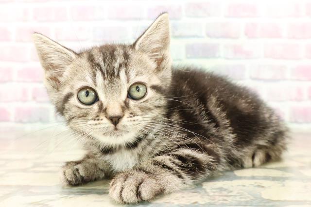 千葉県のアメリカンショートヘアー (Coo&RIKU八街店/2025年10月3日生まれ/男の子/シルバータビー)の子猫の2枚目の画像