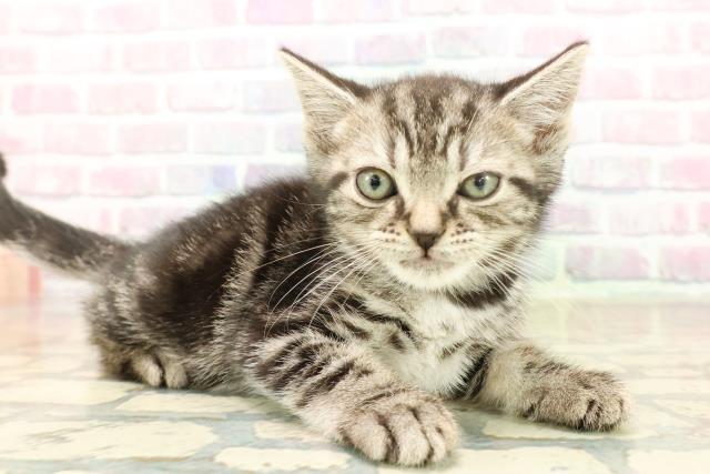 千葉県のアメリカンショートヘアー (Coo&RIKU八街店/2025年10月3日生まれ/男の子/シルバータビー)の子猫の3枚目の画像